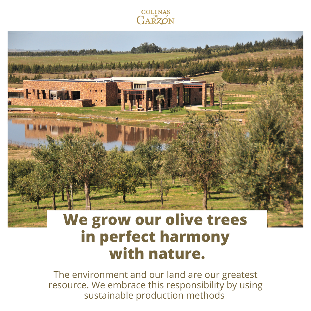 Colinas De Garzon Italian Blend Extra Virgin Olive Oil From "The Little Tuscany" Of Uruguay 250 ML Bottle (8.5 FL OZ)