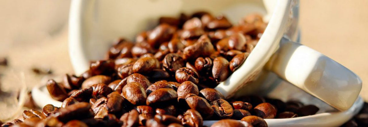 Dallmayr Prodomo (Whole Beans), 17.6 Oz