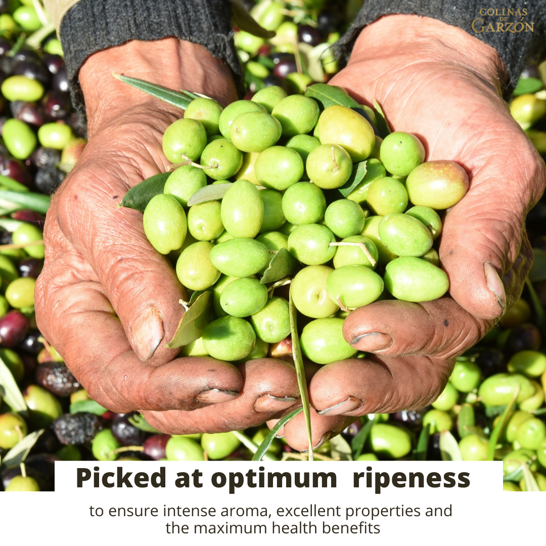 COLINAS DE GARZON ITALIAN BLEND PREMIUM EXTRA VIRGIN OLIVE OIL EARLY HARVERST COLD PRESSED ALL NATURAL BALANCED AND FRESH UNIQUE EVOO FROM THE LITTLE TUSCANY OF URUGUAY 500 ML BOTTLE (17 FL OZ) - International Loft