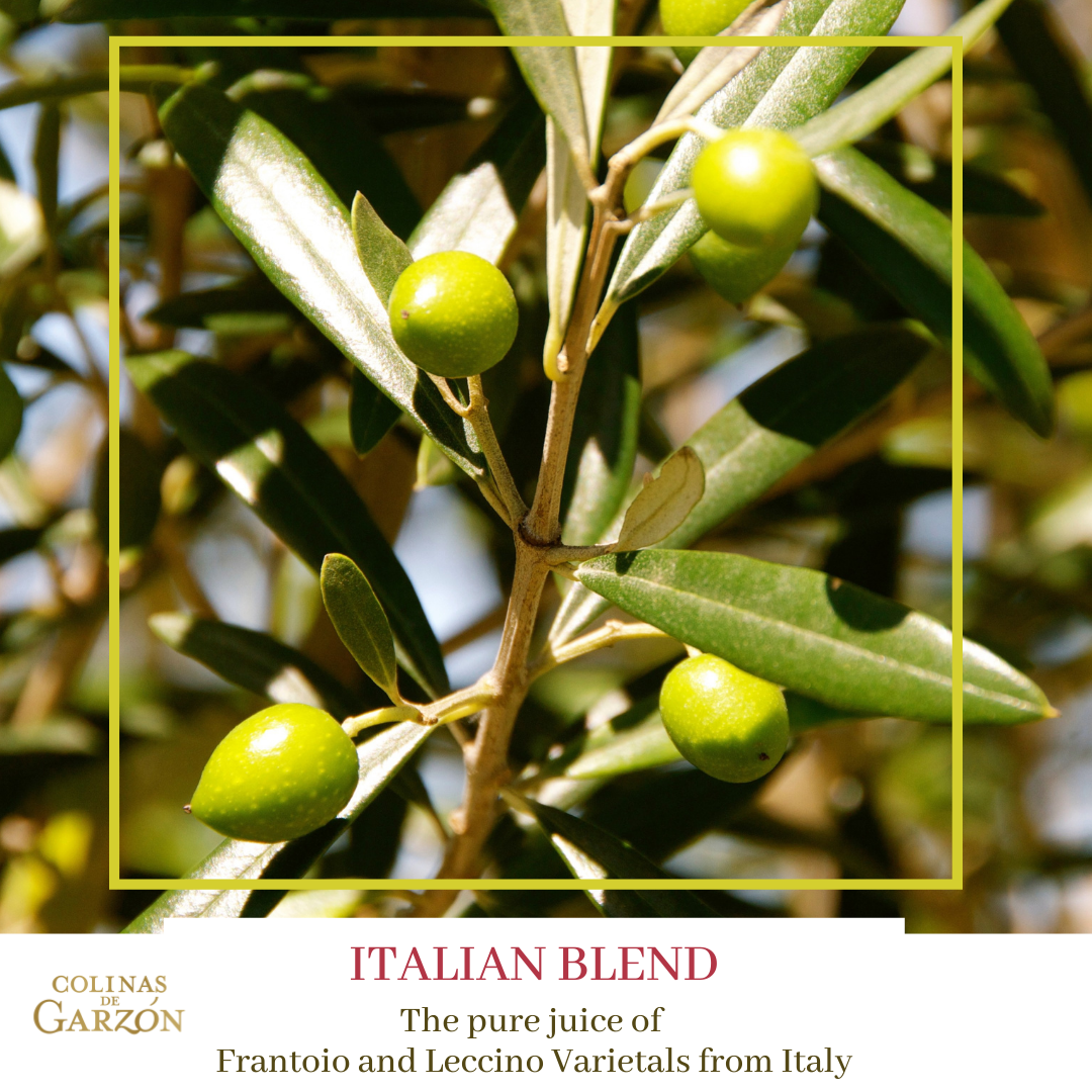 COLINAS DE GARZON ITALIAN BLEND PREMIUM EXTRA VIRGIN OLIVE OIL EARLY HARVERST COLD PRESSED ALL NATURAL BALANCED AND FRESH UNIQUE EVOO FROM THE LITTLE TUSCANY OF URUGUAY 500 ML BOTTLE (17 FL OZ) - International Loft