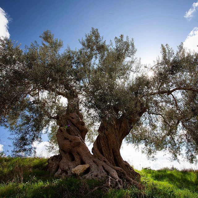 Zahara Premium Italian Extra Virgin Olive Oil 16.9 Fl Oz 500ml - Oleificio Guccione - International Loft