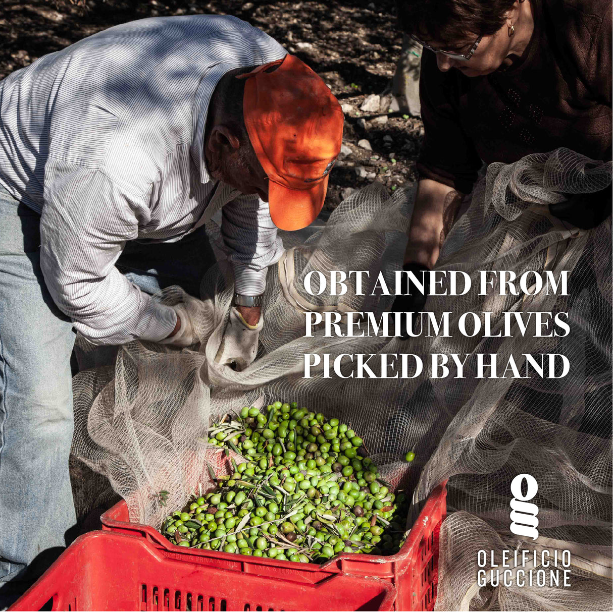 Zahara Premium Italian Extra Virgin Olive Oil 16.9 Fl Oz 500ml - Oleificio Guccione - International Loft